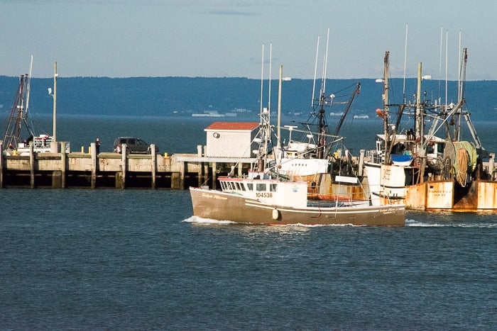 Nova Scotia, Digby, Scallop fleet in harbor