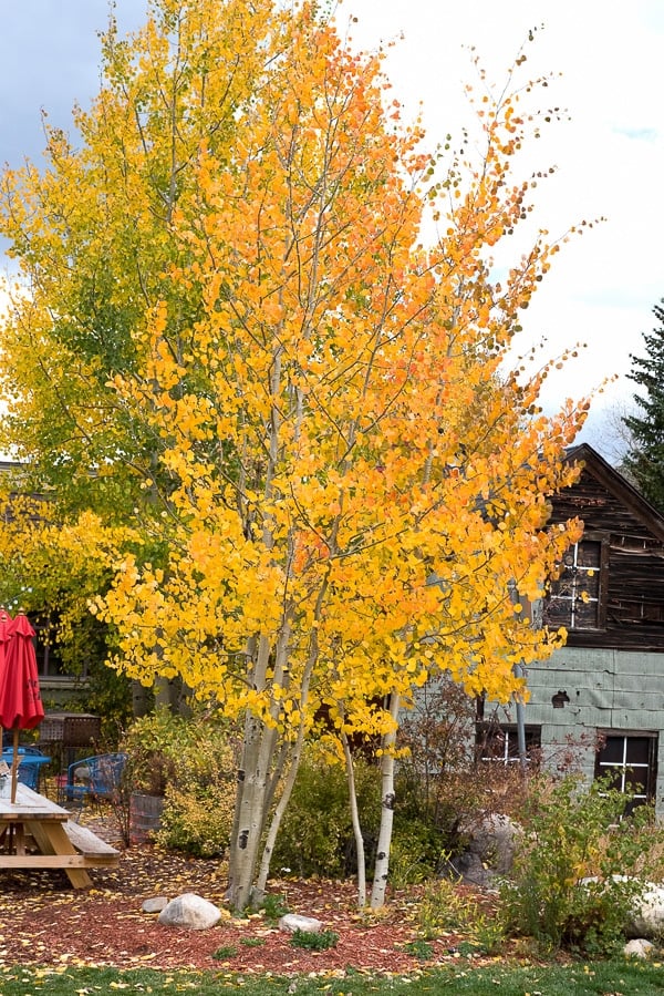 Downtown Breckenridge CO 