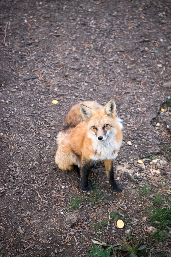 Red Fox