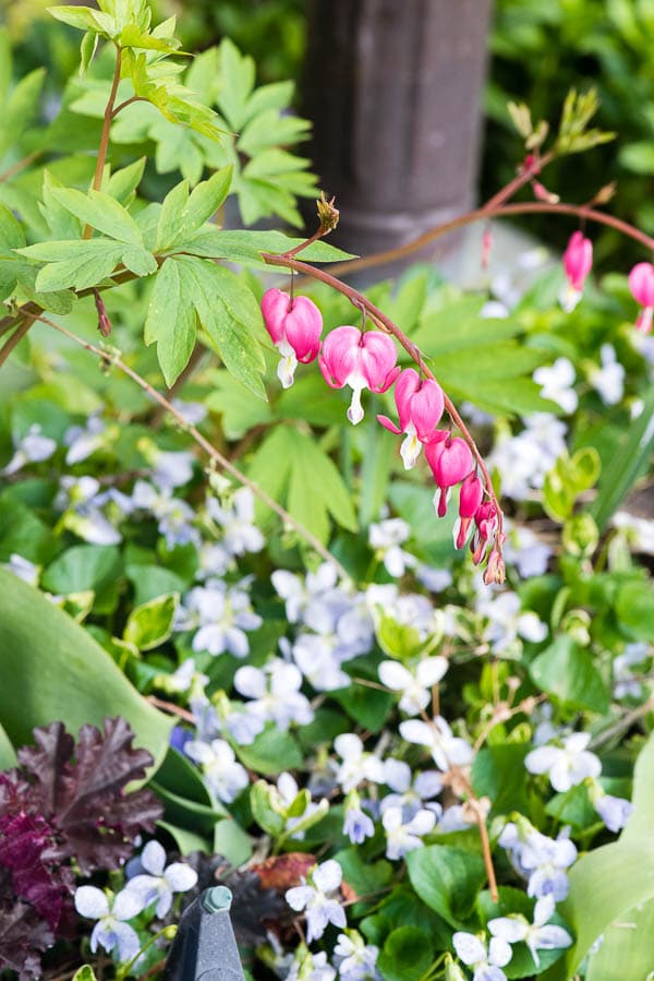 Bleeding Hearts in a shade garden