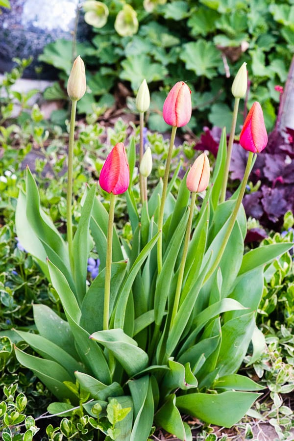 Spring Tulips in a shade garden