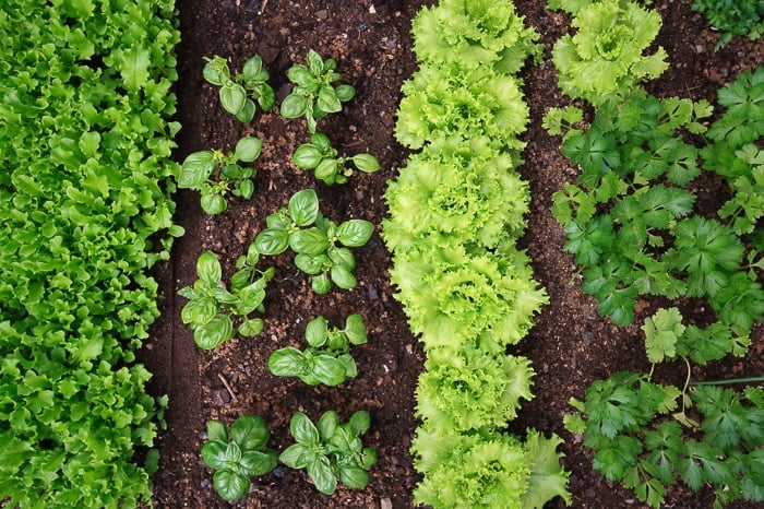 overhead image of a vegetable garden