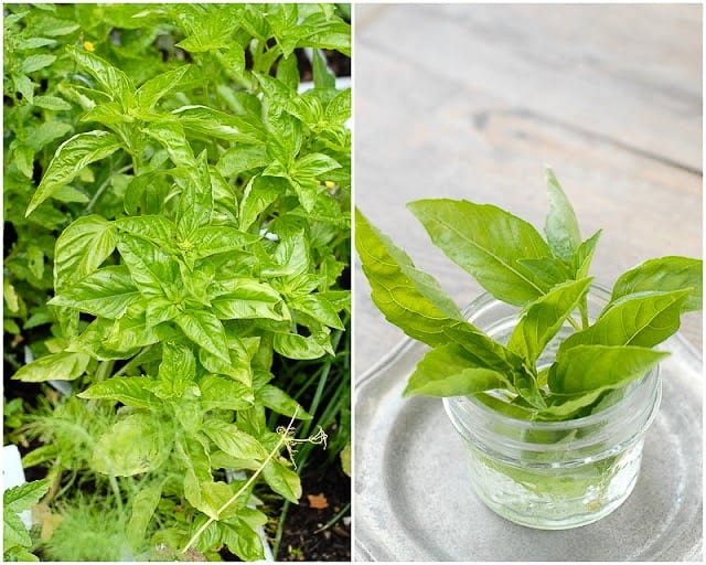 Basil garden and in jar