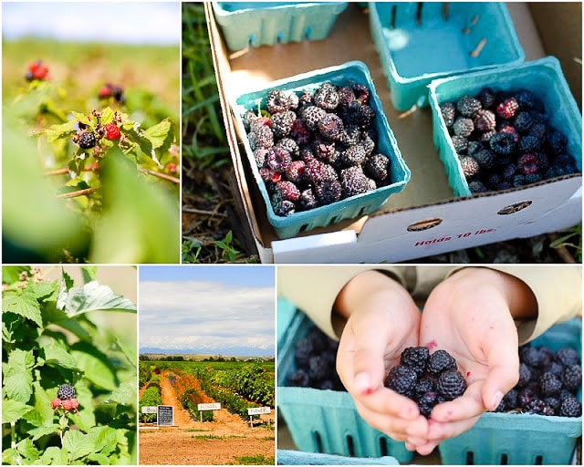 Black Raspberry Picking - Best Raspberry Picking Tips BoulderLocavore.com