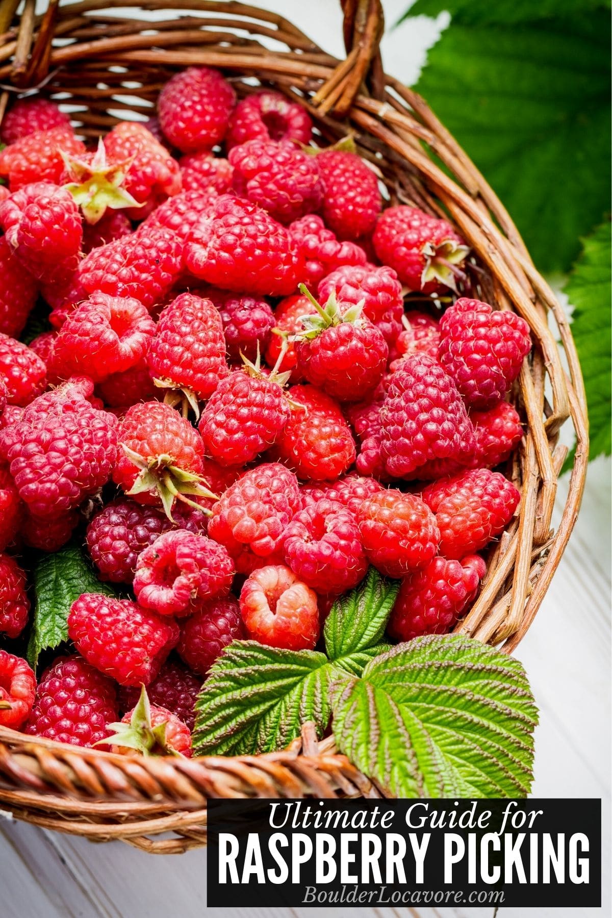 RASPBERRY PICKING TITLE IMAGE