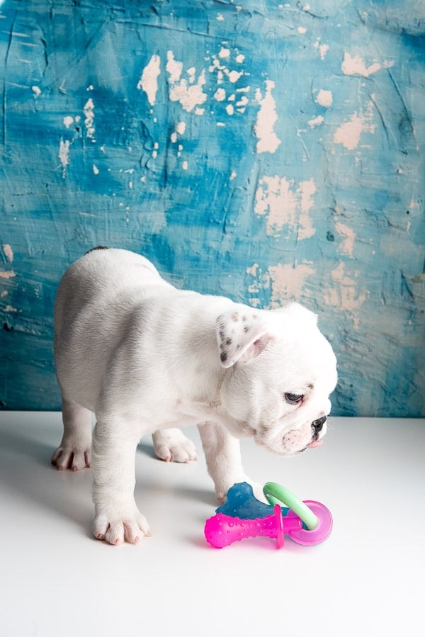 english bulldog puppy with a chew toy