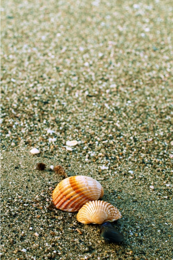 small orange seashells on wet sand