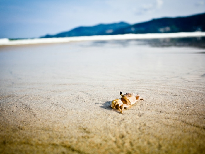 Crab on the beach in the water