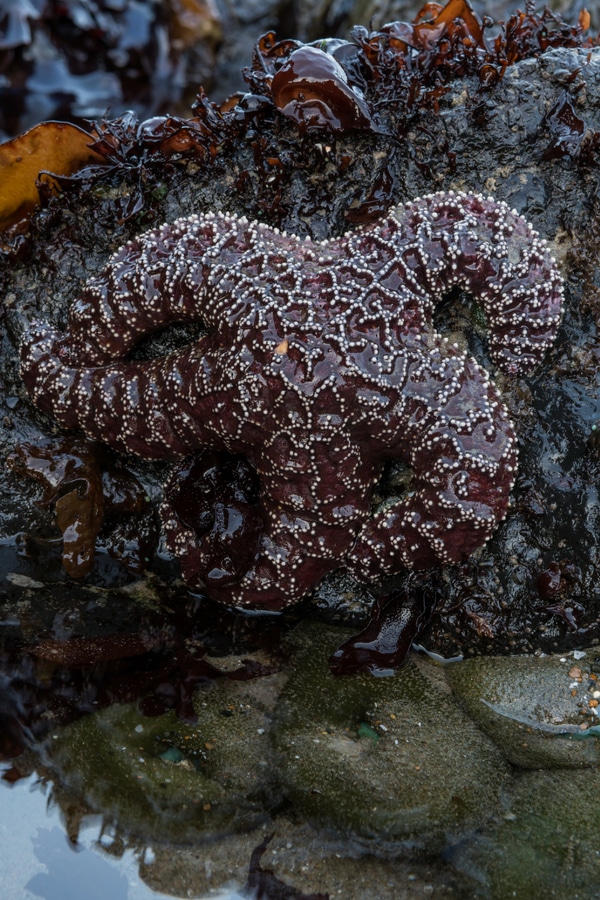 purple sea star on a rock 