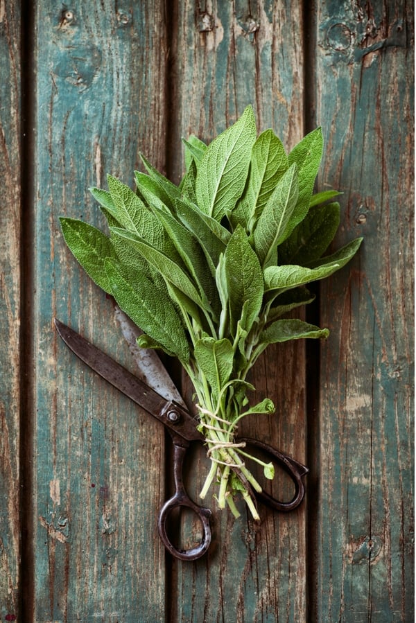 bundle of sage with old scissors