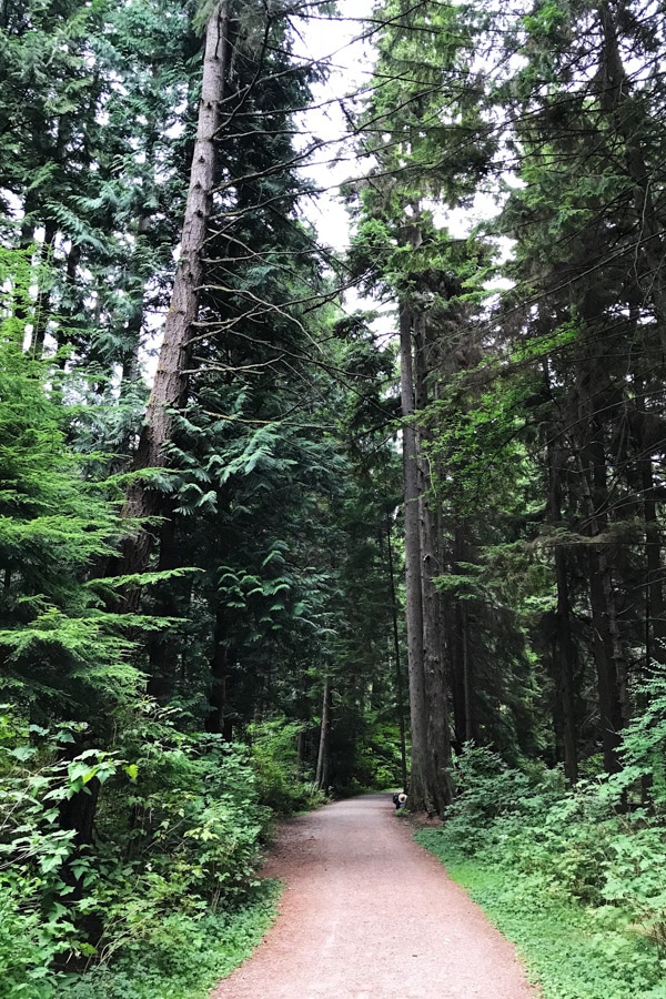 Old growth forest walking trail in Stanley Park Vancouver BC