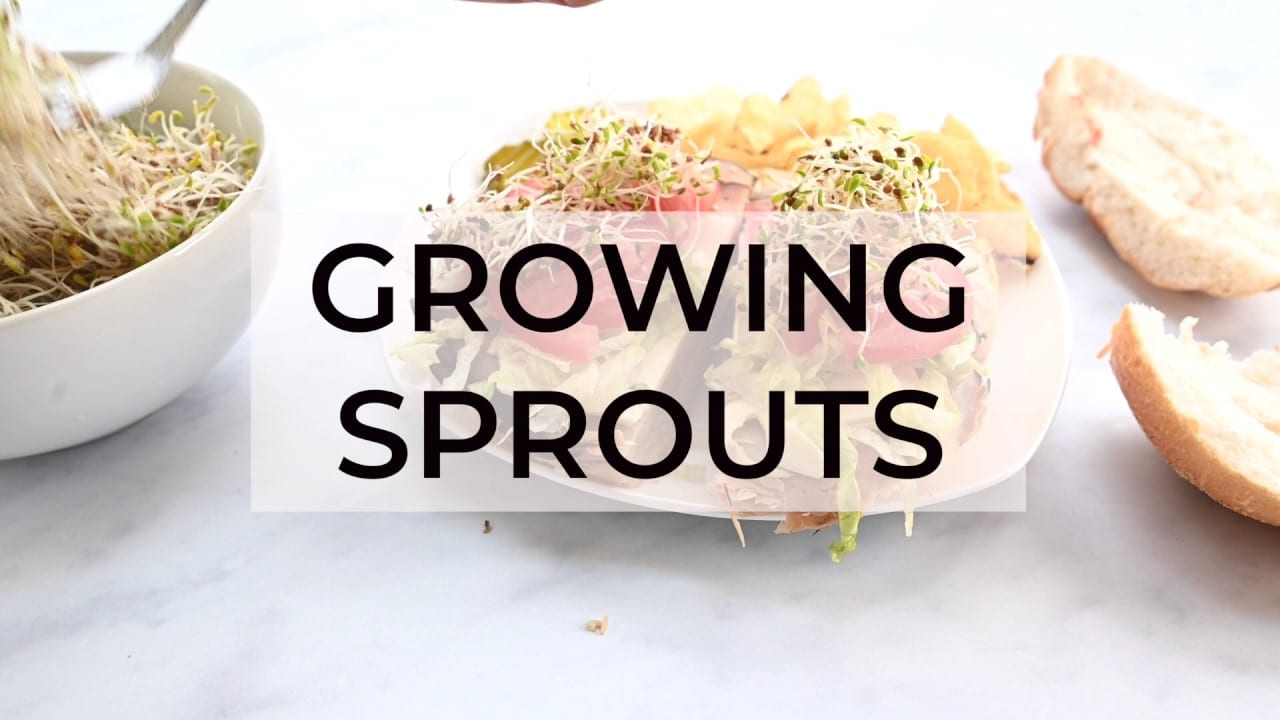 Growing Sprouts & Homemade Sprouting Jars {tutorial} Step by Step Instructions