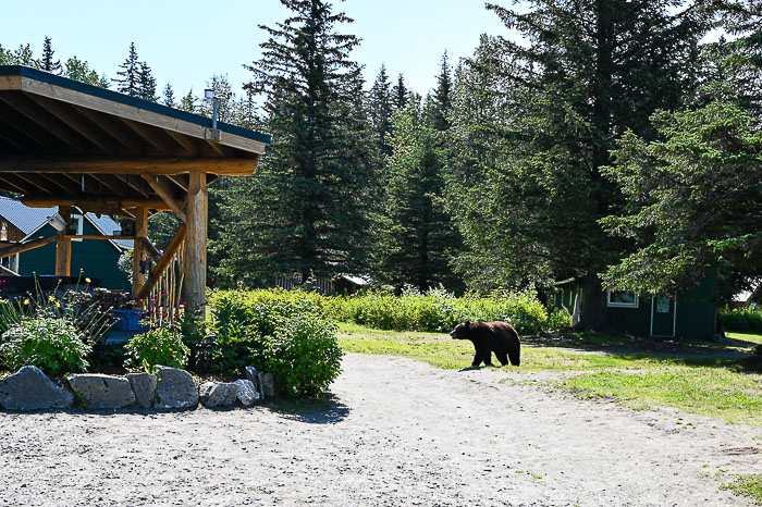 bear at Taku lodge 