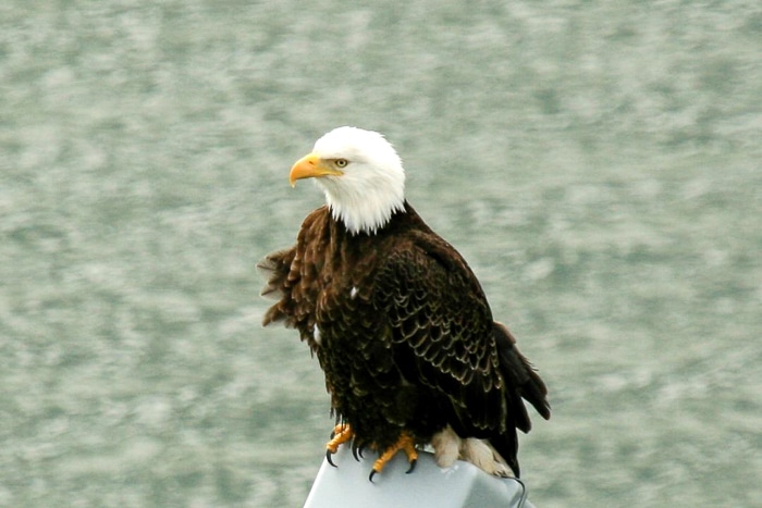 juneau bald eagle 