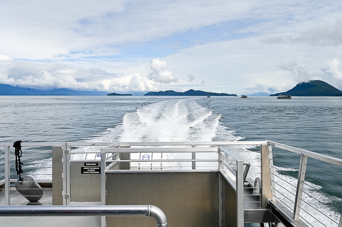 whale watching boat wake