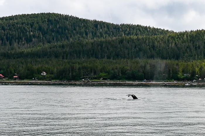 whale watching tail