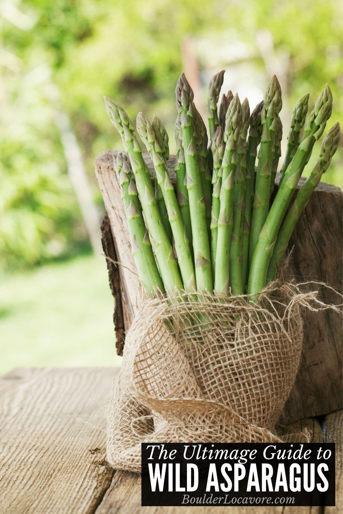 asparagus stalks in burlap title image