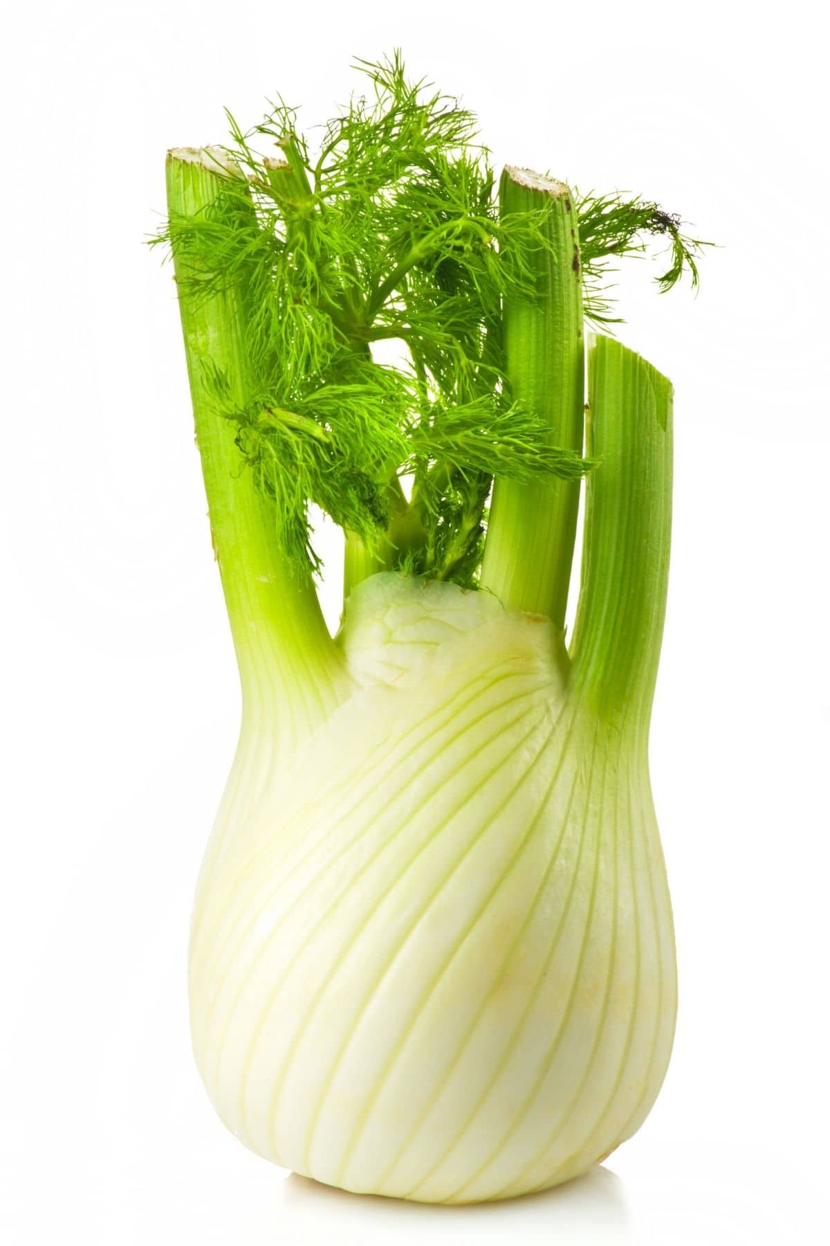 fennel bulb